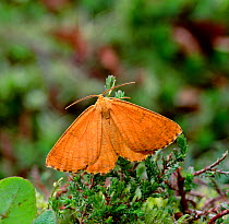 Orange moth (Angarona prunaria) adult male, Killarney National Park, County Kerry, Republic of Ireland, July