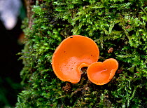 Orange peel fungus (Aleuria aurantia) Clare Glen, Tandragee, County Armagh, Northern Ireland, UK, December
