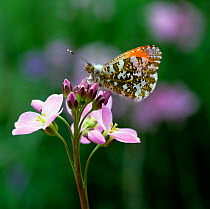 Orange tip butterfly (Anthocharis cardamines) resting on flower, Montiaghs Moss NNR, County Antrim, Northern Ireland, UK