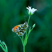 Orange tip butterfly (Anthocharis cardamines) resting on Greater stitchwort flower, River Bann, County Down, Northern Ireland, UK, May