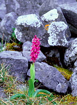 Early purple orchid (Orchis mascula) flowering beside limestone rock, Lough Gealain, Burren National Park, County Clare, Republic of Ireland, May
