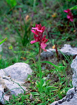 Pink butterfly orchid (Anacamptis papilionacea) flowering on rocky ground, Crete, April