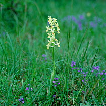 Provence orchid (Orchis provincialis) flowering, Southern France, May