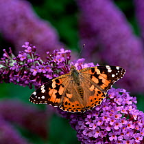 Painted lady butterfly (Vanessa cardui) on Buddleia flowers, County Down, Northern Ireland, UK, August
