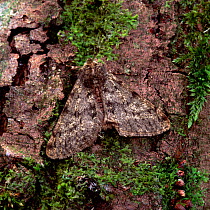 Pale brindled beauty moth (Phigalia  pilosaria) camouflaged on tree bark, Argory Moss, County Armagh, Northern Ireland, UK, March