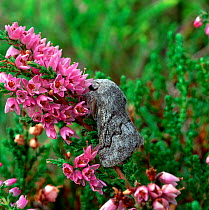 Pale eggar moth (Trichiura crataegi) resting on heather flowers (Calluna sp), Lough Navar Forest Park, County Fermanagh, Northern Ireland, UK, September