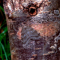 Pale november moth (Epiarita christyi) resting camouflaged on birch bark, Rostrevor Oakwood NNR, County Down, Northern Ireland, UK, October