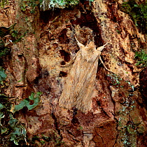 Pale pinion moth (Lithophane hepatica) camouflaged on tree bark, Rehaghy Mountain, County Tyrone, Northern Ireland, UK, April