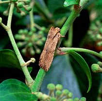 Pale pinion moth (Lithophane hepatica) Rehaghy Mountain, County Tyrone, Northern Ireland, UK, August