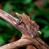 Pale prominent moth (Pterostoma palpina) resting on branch, camouflaged, Lackan Bog, County Down, Northern Ireland, UK, April