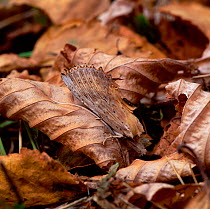 Pale prominent moth (Pterostoma palpina) resting on fallen leaves, camouflaged, Lackan Bog, County Down, Northern Ireland, UK, August