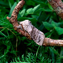Pale tussock moth (Calliteara pudibunda) resting on branch, UK