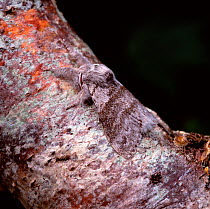 Pale tussock moth (Calliteara pudibunda) resting on branch, camouflaged, UK