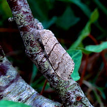 Pale tussock moth (Calliteara pudibunda) resting on branch, camouflaged, UK