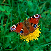Peacock butterfly (Inachis io)  on Dandelion flower, Brackagh Moss NNR, County Down, Northern Ireland, UK, April