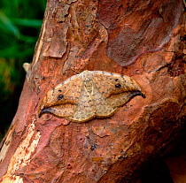 Pebble hook-tip moth (Drepana falcataria) resting on tree bark, Lackan Bog, County Down, Northern Ireland, UK, July