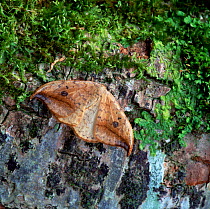 Pebble hook-tip moth (Drepana falcataria) resting on tree bark, Nottingham, UK, April