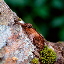 Pebble prominent moth (Notodonta ziczac) resting on tree bark, Annagarriff Wood NNR, Peatlands, County Armagh, Northern Ireland, UK, June