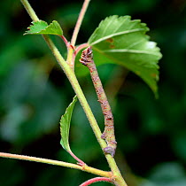 Caterpillar larva of Peppered moth (Biston betularia) camouflaged as twig on Birch tree, Peatlands Country park, County Armagh, Northern Ireland, UK