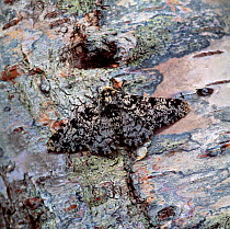 Peppered moth (Biston betularia) camouflaged on tree bark, Lackan Bog, County Down, Northern Ireland, UK, May