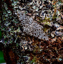 Peppered moth (Biston betularia) camouflaged amongst lichens on tree bark, Killarney National Park, County Kerry, Republic of Ireland, April .