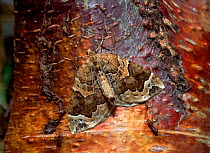 Phoenix moth (Eulithis prunata) camouflaged on Birch tree bark, Lackan Bog, County Down, Northern Ireland, UK, August