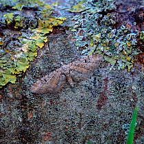 Pimpinel pug moth (Eupithecia pimpinellata) resting on tree bark, Killard Point NNR, County Down, Northern Ireland, UK, July