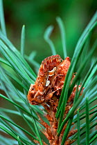 Pine beauty moth (Panolis flammea) amongst pine needles, Argory Moss, County Armagh, Northern Ireland, UK