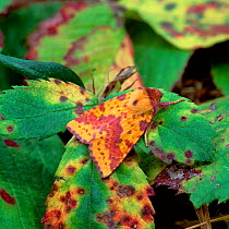 Pink-barred sallow moth (Xanthia togata) camouflaged amongst fading / diseased leaves, Annaloughan Bog, County Tyrone, Northern Ireland, UK, August