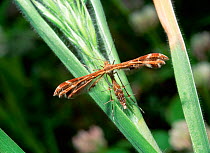 Wood sage plume moth (Capperia britanniodactylus) resting on plant, Kassiopi, Corfu, Greece