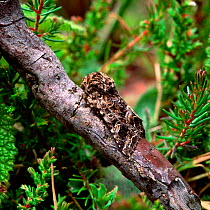 Pod lover moth (Hadena perplexa) resting on branch, Killard Point NNR, County Down, Northern Ireland, UK, August