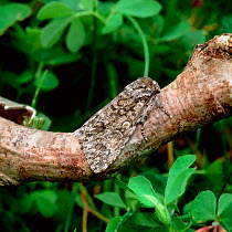 Poplar grey moth (Acronicta megacephala) resting on branch, Rehaghy Mountain, County Tyrone, Northern Ireland, UK, June