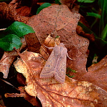 Powdered quaker moth (Orthosia gracilis) camouflaged against fallen leaves, Crom Estate, County Fermanagh, Northern Ireland, UK, April