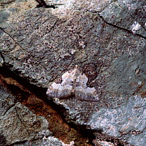 Pretty pinion moth (Perizoma blandiata) camouflaged on stone, Slyne Head, County Mayo, Republic of Ireland, July