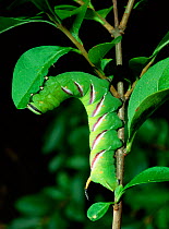 Caterpillar larva of Privet hawkmoth (Sphinx ligustri) Kent, UK, July