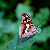 Purple emperor butterfly (Apatura iris) resting with wings closed on Oak leaf, Southern France, July