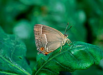 Purple hairstreak butterfly (Neozephyrus quercus resting on leaf with wings closed, Crom Estate, County Fermanagh, Northern Ireland, UK, August