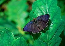 Purple hairstreak butterfly (Neozephyrus quercus resting on leaf with wings open, Crom Estate, County Fermanagh, Northern Ireland, UK, August