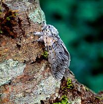 Puss moth (Cerura vinula) resting on branch, camouflaged, Lackan Bog, County Down, Northern Ireland, UK, May