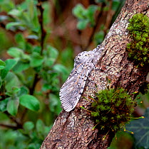 Puss moth (Cerura vinula) resting on branch, Lackan Bog, County Down, Northern Ireland, UK, June