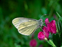 Real's wood white butterfly (Leptidea reali)  feeding on flower, Brackagh Moss NNR, County Down, Northern Ireland, UK, May