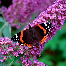 Red admiral butterfly (Vanessa atalanta) on Buddleia flowers, County Down, Northern Ireland, UK, August