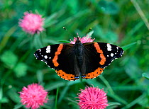 Red admiral butterfly (Vanessa atalanta) resting on flowers, Brackagh Moss NNR, County Down, Northern Ireland, UK, July