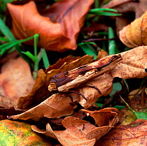Red sword-grass moth (Xylena vetusta) camouflaged amongst leaf litter, Lackan Bog, County Down, Northern Ireland, UK