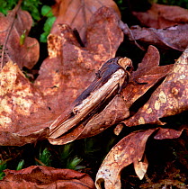Red sword-grass moth (Xylena vetusta) camouflaged amongst leaf litter, County Armagh, Northern Ireland, UK, April