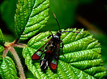Red-tipped clearwing moth (Synanthedon formicaeformis) on Bramble leaf, Brackagh Moss NNR, County Down, Northern Ireland, UK, June