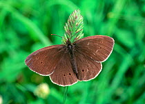 Ringlet butterfly (Aphantopus hyperantus) resting on grass flowers, County Down, Northern Ireland, UK, June