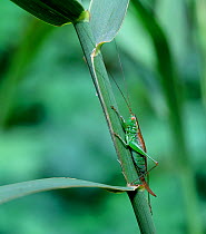 Roesel's bush cricket (Metrioptera roeselii) female camouflaged on plant stem, UK
