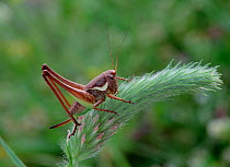Roesel's bush-cricket (Metrioptera roeselii) female on plant, UK