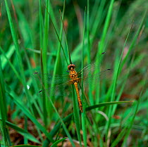 Ruddy darter dragonfly (Sympetrum sanguineum) immature male, Montiaghs Moss NNR, County Antrim, Northern Ireland, UK